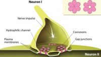 Brain Plasticity
