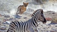 Why Don't Zebras Get Ulcers? Why Do We?