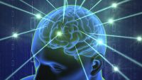 The Nuts and Bolts of the Stress-Response