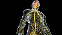 The Basic Cells of the Nervous System
