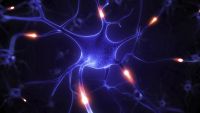 How Two Neurons Communicate