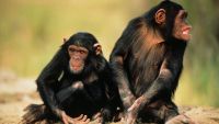An Introduction to Ethology