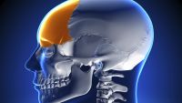 The Neurobiology of Aggression I