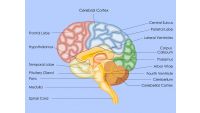 Damaged Brain, Damaged Function