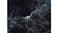 Neuroplasticity-Your Flexible Brain