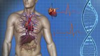 Cardiovascular System-Anatomy of the Heart