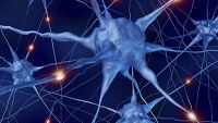 Nervous System-Autonomic Nervous System and Cranial Nerves