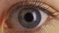 Nervous System-The Eyes