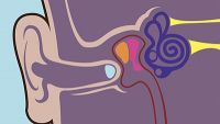 Nervous System-The Ears, Hearing, and Equilibrium