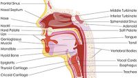 Digestive System-Anatomy of the Mouth, Esophagus, and Stomach