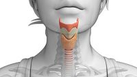 Digestive System-Physiology of the Mouth, Esophagus, and Stomach