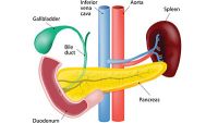 Digestive System-Anatomy of the Pancreas, Liver, and the Biliary Tree