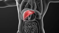 Digestive System-Physiology of the Pancreas, Liver, and the Biliary Tree