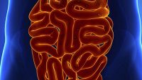 Digestive System-Anatomy of the Small Intestine, Colon, and Rectum