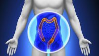 Digestive System-Physiology of the Small Intestine, Colon, and Rectum