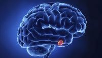 Endocrine System-The Pituitary and Adrenal Glands