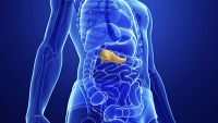 Endocrine System-Pancreas