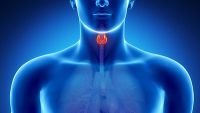 Endocrine System-Thyroid and Parathyroid Glands