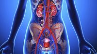 Urinary System-Anatomy of the Kidneys, Ureters, and Bladder