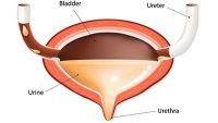 Urinary System-Physiology of the Kidneys, Ureters, and Bladder