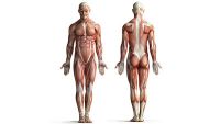 Musculoskeletal System-Physiology and Physics of the Muscles