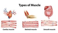 Musculoskeletal System-Anatomy of the Muscles