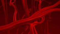 Cardiovascular System-Anatomy of the Great Vessels