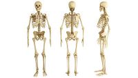 Musculoskeletal System-Bones