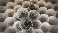 Immune System-Anatomy and Physiology