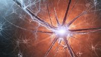 Nervous System-Physiology of the Brain