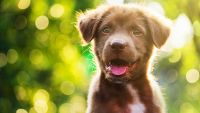 Simple Learning-Classical Conditioning