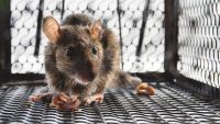 Simple Learning-Operant Conditioning