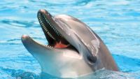 Communication in the Animal Kingdom