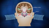 How the Brain Comprehends Language