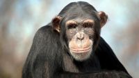 Our Primate Family Tree