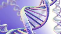 Genes and Intelligence