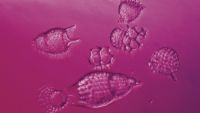 Our Vast Troves of Microfossils
