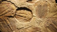 Arthropod Rule on Planet Earth