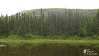 Devonian Death and the Spread of Forests