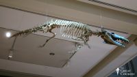 Whales: Throwing Away Legs for the Sea