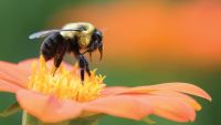 Insects, Plants, and the Rise of Flower Power