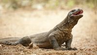 Australia's Megafauna: Komodo Dragons