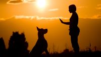 Train Yourself like a Dog