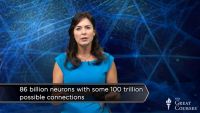 Do You Only Use 10 of Your Brain?