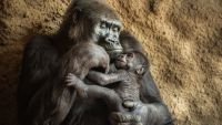 Are Other Animals Conscious?