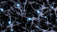The Physiological Hardware of Your Senses