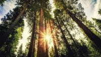 Redwoods, Sequoias, and the Sierra Nevada