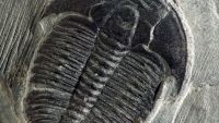 Burgess Shale-Rocks and the Keys to Life