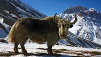 The Himalayas-Mountains at Earth's Roof
