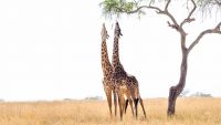 How Living Organisms Acquire Food
